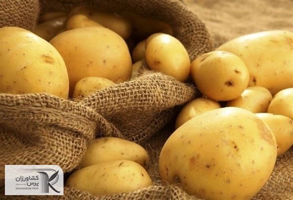 امسال ۸۰۰ هزار تن محصول سیب زمینی از  اراضی اردبیل برداشت می‌شود