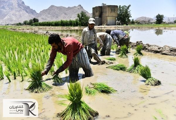 ممنوعیت کشت محصولات پر آب در خوزستان