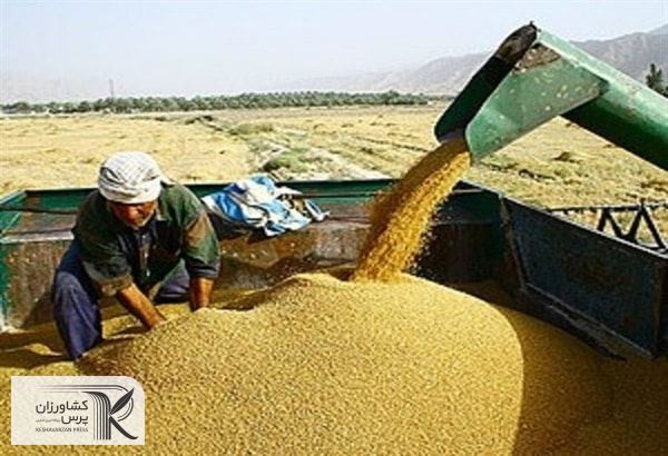 قیمت گذاری جدید گندم باعث شده کشاورزان رغبت بیشتری به فروش پیدا کنند