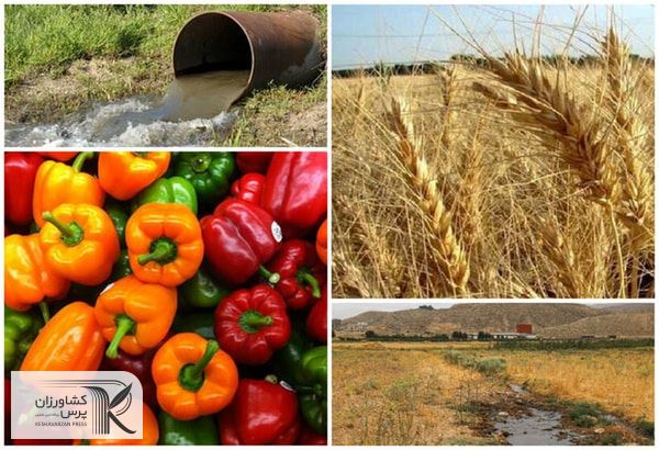 نظارت بیشتر برتولید و ارتقای سلامت محصولات گیاهی