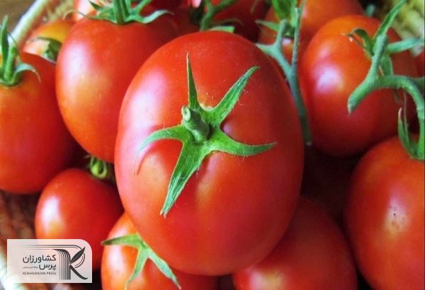 کاهش قیمت گوجه از ماه آینده