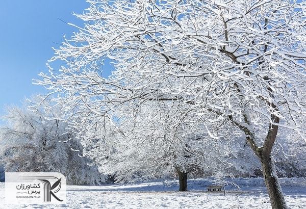 سرمازدگی بهاره یکی از عوامل خسارت زا به محصولات باغی و زراعی شهرستان شاهرود است