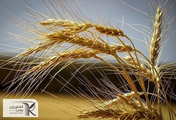 قیمت خرید تضمینی گندم برای سال زراعی جدید کیلویی ۱۰ هزار و ۵۰۰ تومان است