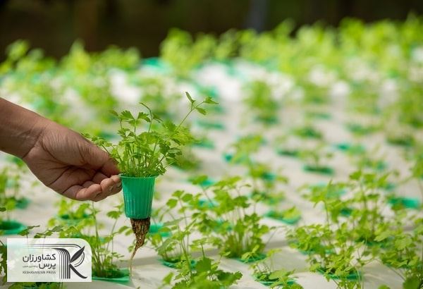 کشاورزی دانش بنیان در سایه حمایت‌های دولتی