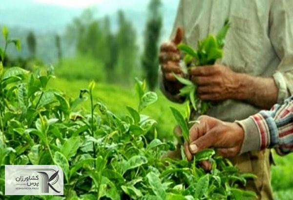 چایکاران نسبت به انجام مصرف بهینه کود،  مبارزه با علف‌های هرز  اهتمام داشته باشند