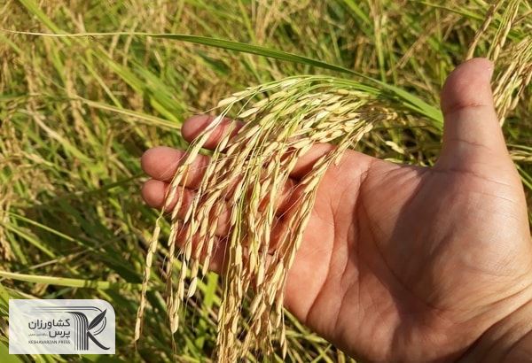کشت برنج تنها در استان‌های شمالی مجاز است