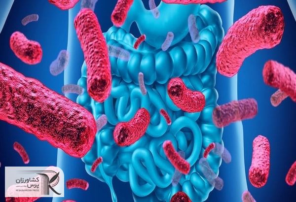 افزایش زنده مانی باکتری‌های پروبیوتیک توسط میدان مغناطیسی