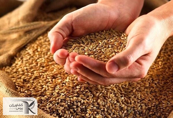 ۲۱۰ هزار تن گندم مازاد بر نیاز کشاورزان استان خریداری شد