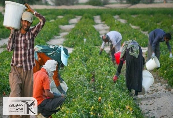 توسعه کشاورزی در سایه حمایت مسئولان محقق می‌شود