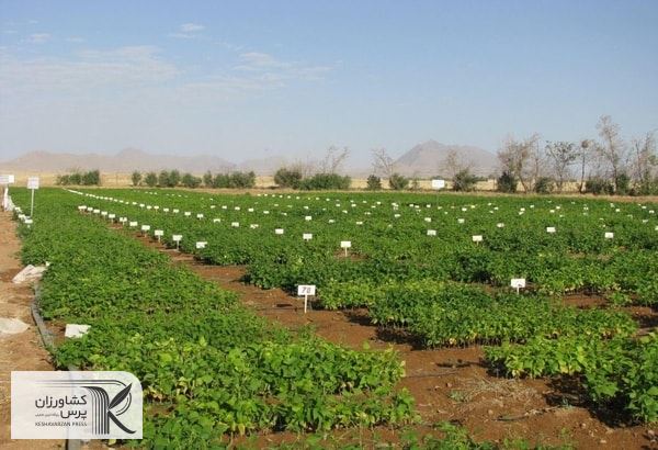محققین می‌توانند با تولید قراردادی سود کشاورزان را افزایش دهند