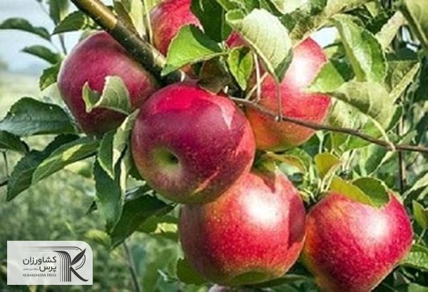 در باغداری مدیریت پس از تولید اهمیت ویژه دارد