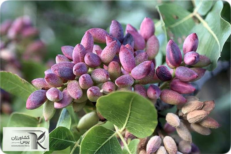سرمای شدید در اوایل سال جاری به ۱۰ هزار هکتار باغ‌های پسته آسیب جدی زده