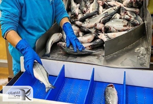 صندوق حمایت از فعالیت‌های شیلات راه‌اندازی می‌شود