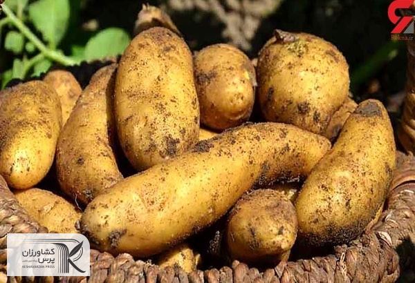 با عرضه سیب‌زمینی دزفول و اصفهان بازار این محصول متعادل می‌شود