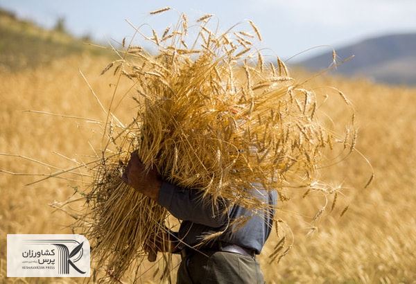 خرید حدود ۲۵ هزار تن محصول گندم به صورت تضمینی از کشاورزان دزفول 