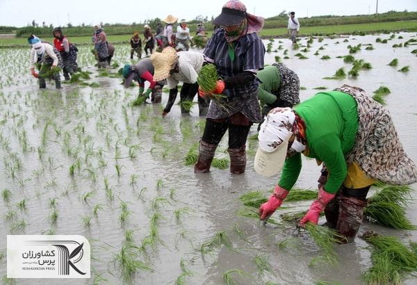کشت قراردادی بدون  اجبار در دریافت بذر با کشاورز منعقد می‌شود
