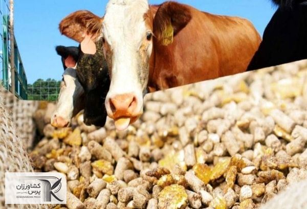 نهاده‌های واحدهای مرغ گوشتی و تخم گذار تا پایان فروردین ماه تامین و عرضه شده