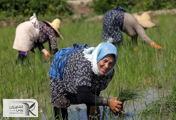 کشاورزان برنجکار تا پایان ماه جاری برای بیمه شالیزارهای خود فرصت دارند