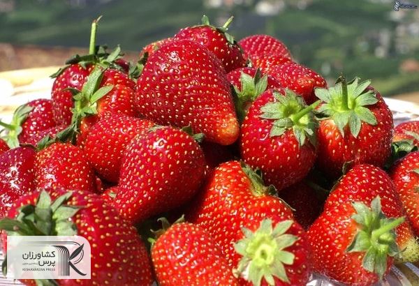 سوء استفاده بسیاری از فروشندگان از عنوان « ارگانیک » برای فروش توت فرنگی