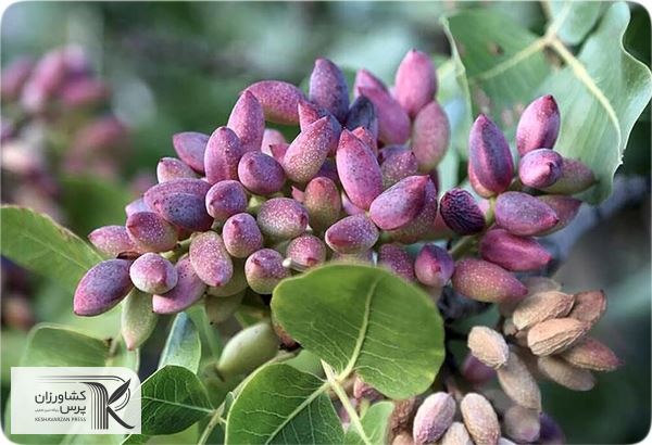 وقتی آب به میزان کافی نباشد نمی‌توانیم امیدوار به تولید باشیم