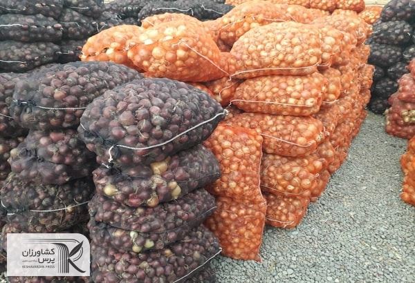 صادرات ۱۳۶ هزار تن سبزی و صیفی از خوزستان به کشورهای اتحادیه اوراسیا 
