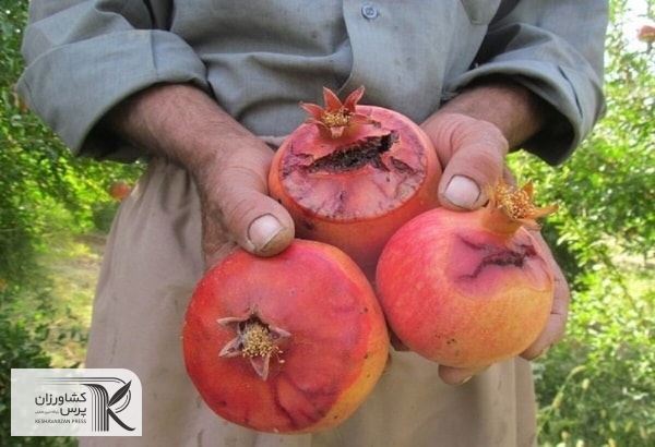 آنچه باید درباره کرم گلوگاه انار بدانید