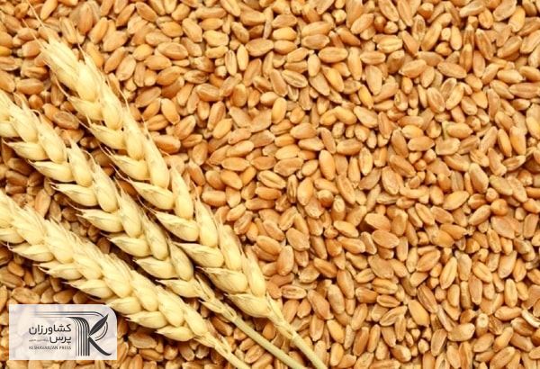 برداشت ۱۰ هزار تن گندم از مزارع شهرستان جهرم 