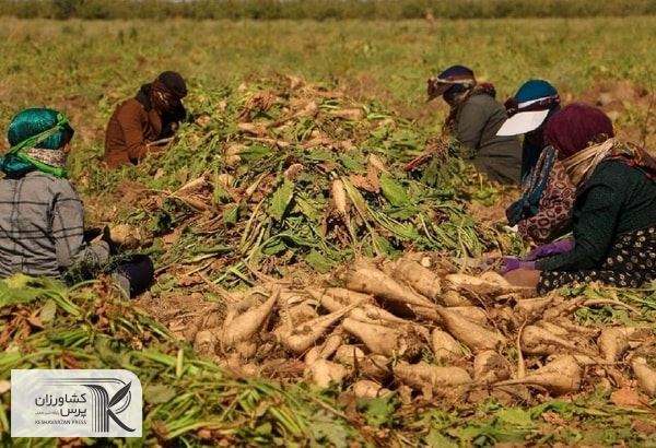   به دلیل مشکلات کم آبی، برداشت چغندر در سال جاری کاهشی بوده است