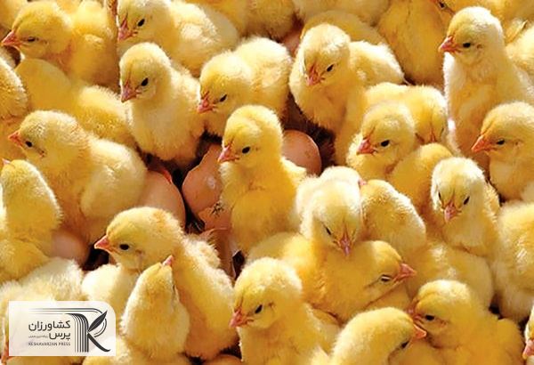 مسیر صادراتی جوجه یکروزه هموار شد