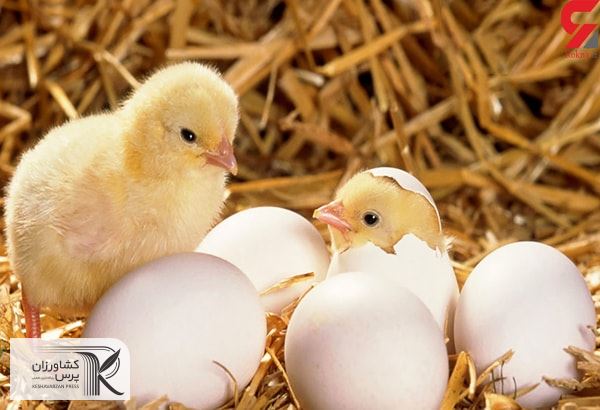 آمار صادرات جوجه یکروزه در حال افزایش است