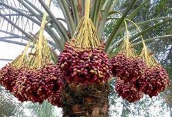 به ازای هر ١٠ برگ سبز خرما، یک سوم خوشه خرما را از پایین حذف کنند