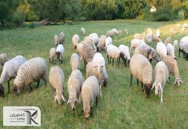 پس از حذف ارز دولتی قیمت نهاده‌ها تقریبا پنج برابر شده است