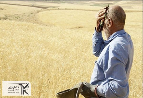 ۸ هزار میلیارد تومان به حساب گندمکاران واریز شد