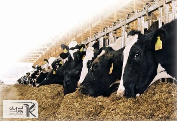 ۹۰ میلیون دُز واکسن تب برفکی خریداری و در حال توزیع است
