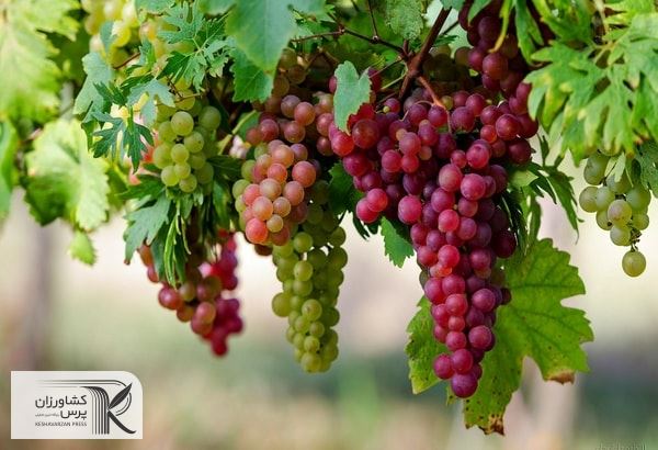 برداشت انگور یاقوتی از شهرستان سرپل ذهاب آغاز شد