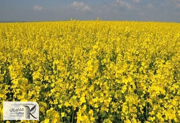  افزایش قیمت خرید تضمینی کلزا به ۲۳ هزار تومان رسید