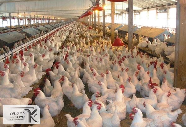  قدرت خرید مصرف‌کنندگان تقلیل پیدا کرده است