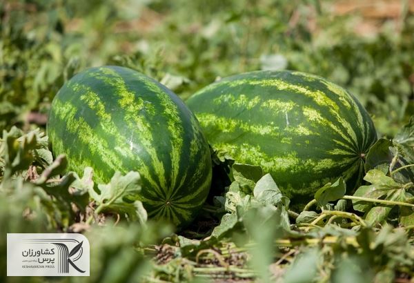اعمال محدودیت صادراتی محصولات جالیزی