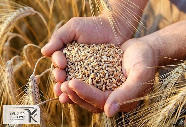 قیمت خوراک دام با 4 دلار کاهش همراه شد 