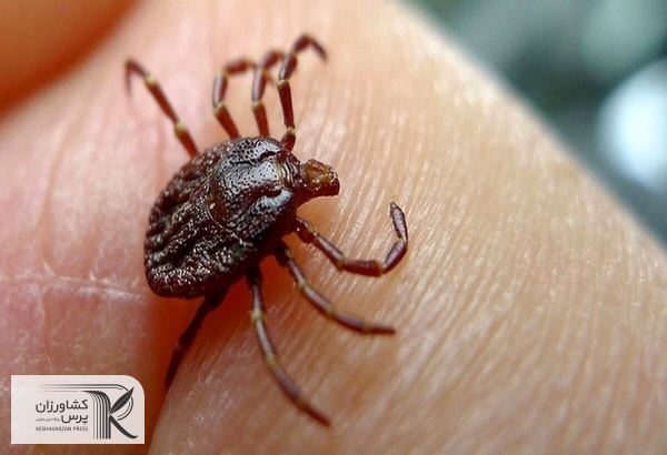 فوت یک نفر و 13 مورد ابتلا به تب کریمه کنگو