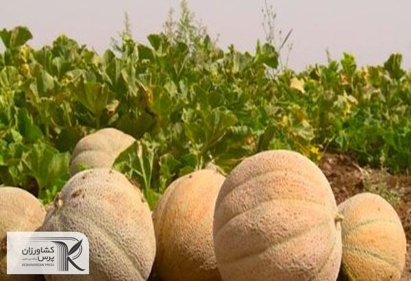 قیمت پایین طالبی سطح زیر کشت این محصول را کاهش داده