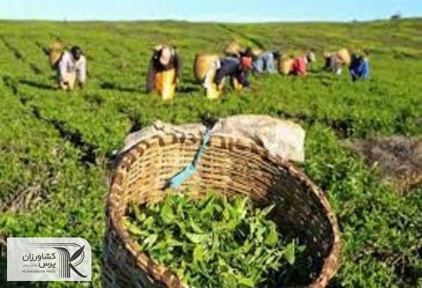 مابقی مطالبات چایکاران به‌زودی به حساب آنان واریز می‌شود