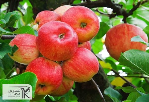 باغداران ناگزیر به کشت محصولاتی نظیر بادام و انگور هستند