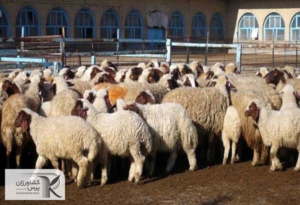 بخش قابل توجهی از دام کشور ضعیف شده‌ و توان زایش را ندارند