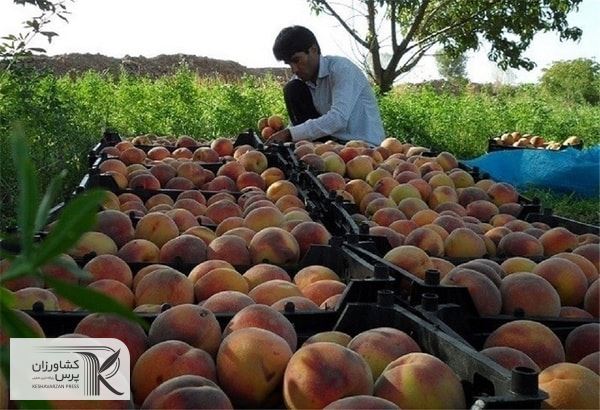 به ازای هر هکتار حدود ۱۰ میلیون تومان کمک بلاعوض به باغداران پرداخت می شود