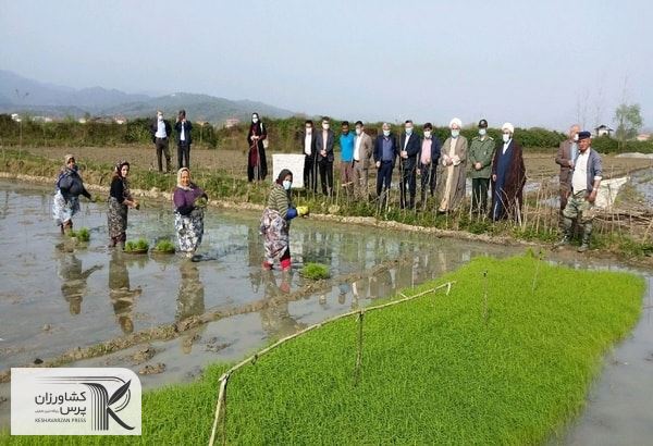 حدود ۱۵ هزار شالیکار برای اجرای کشت قراردادی برنج اقدام کرده‌اند