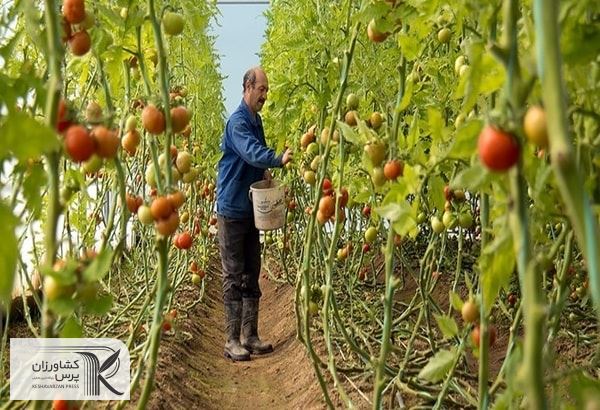 یک شهرک گلخانه‌ای با مساحت ۲۸ هکتار در گچساران در دست احداث است