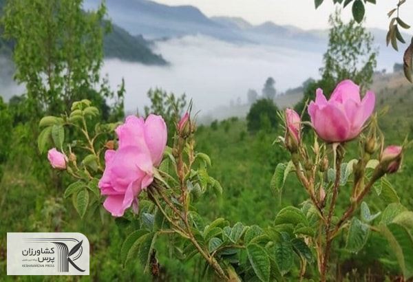 تفکر انحصار محصول باید اصلاح شود / منطقه فریم ظرفیت بالایی در تولید گیاهان دارویی دارد
