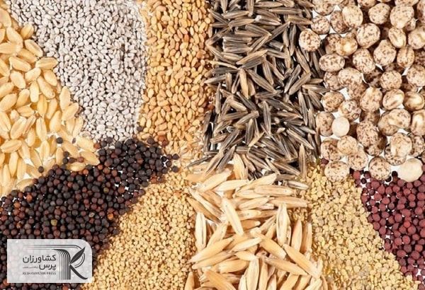 تهیه نهاده‌ها و خوراک دام و طیور باید توسط بخش خصوصی و در ایران انجام شود