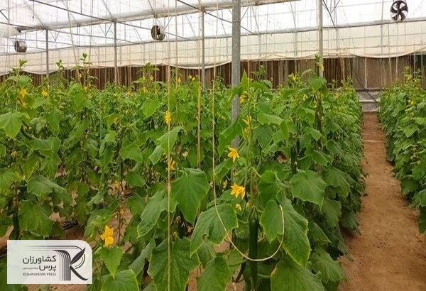  کشت گلخانه ای، راهکار اصلی نجات کشاورزی ایران است